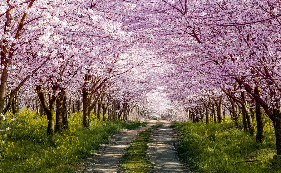 櫻花嫵媚多姿，繁花似錦，為重要觀賞之花木。